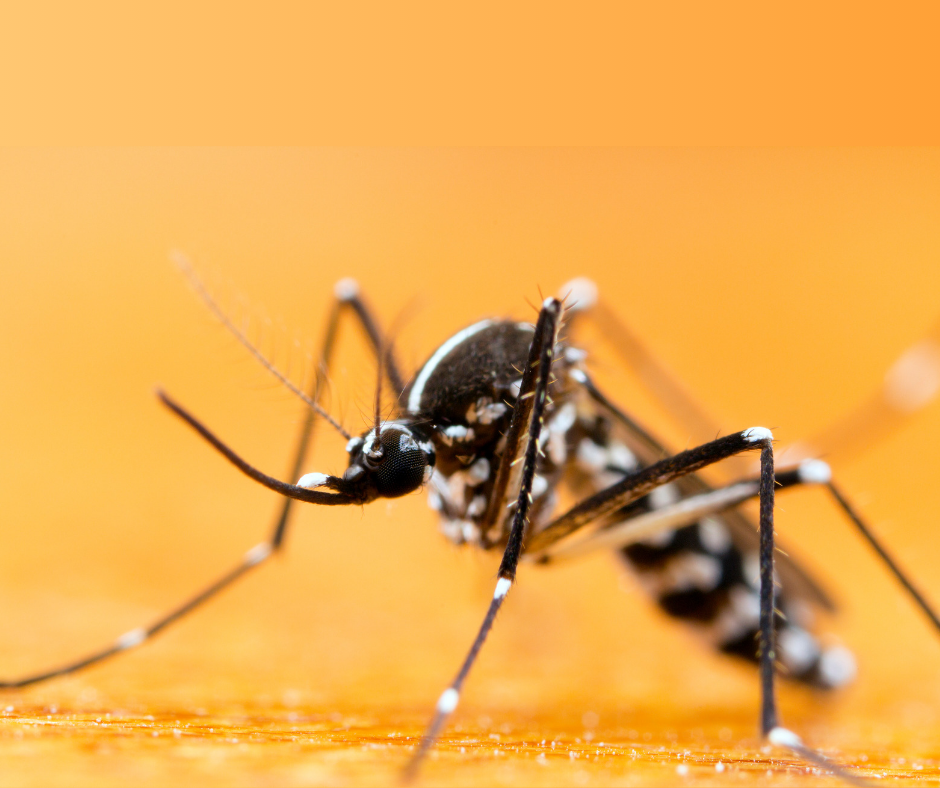 Malaria Stechmuecke Mosquito