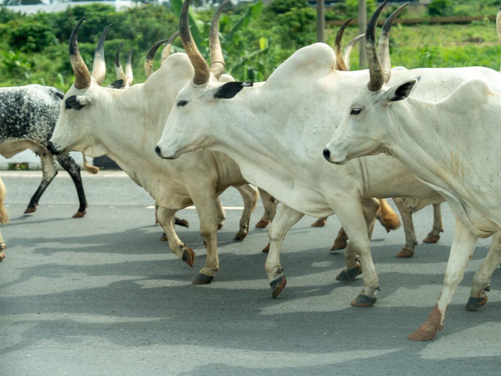 Cows as Life Insurance