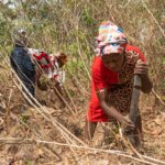 Garri - Produktion in Nigeria: Der traditionelle Weg von Cassava zum Grundnahrungsmittel | Garri, -, Produktion, in, Nigeria:, Hilfsorganisation, Projekt, Unterstützung