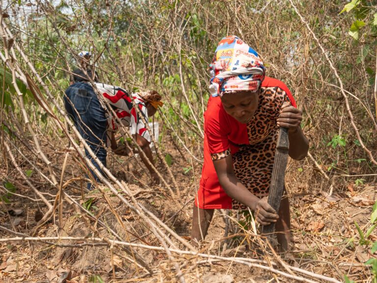 Garri - Produktion in Nigeria: Der traditionelle Weg von Cassava zum Grundnahrungsmittel | Garri, -, Produktion, in, Nigeria:, Hilfsorganisation, Projekt, Unterstützung