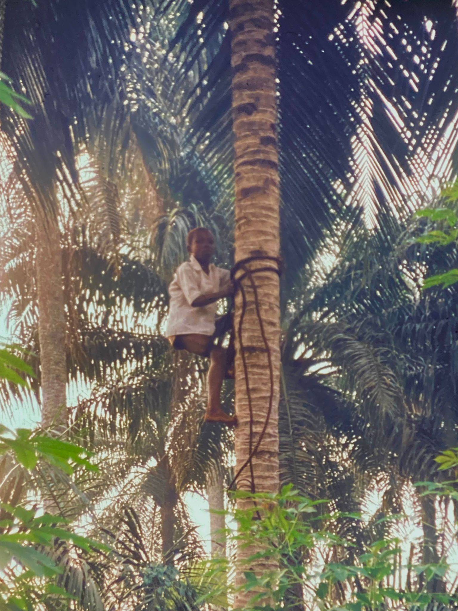Mutiger Mann, der hoch auf einer Palme klettert, um Früchte mit einfachen Werkzeugen zu schneiden. Er ist bereits weit oben in der Palme.