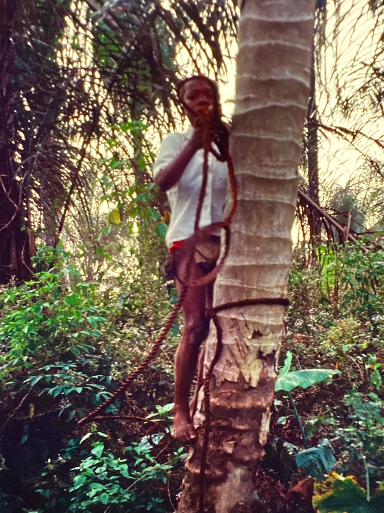 Mann mit einfachen Kletterwerkzeugen auf halber Höhe einer Palme, der dabei ist, reif gewordene Früchte zu schneiden.